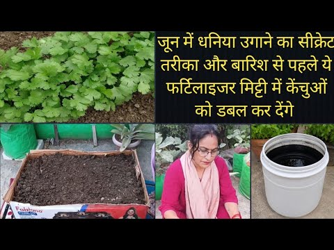 जून में धनिया उगाने का सीक्रेट तरीका ,बारिश से पहले यह फर्टिलाइजर मिट्टी में केंचुओं को डबल कर देंगे