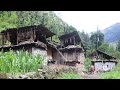 Simple and Very Beautiful Nepali Mountain Village Life||Village Of Nepal🇳🇵|@RURALLIFENEPAL 🇳🇵