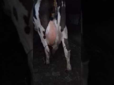 Australian Cow