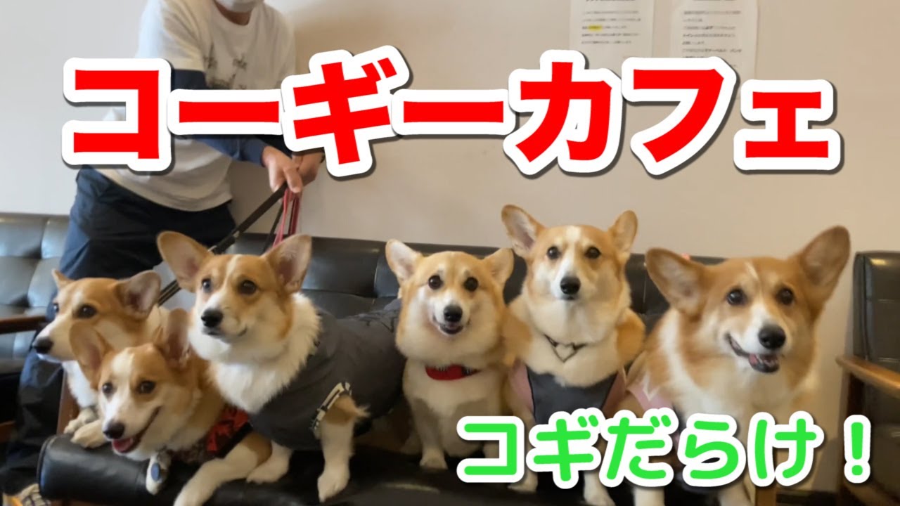 やっぱりコーギー！】コーギーを楽しむ動画 Video to enjoy Corgi