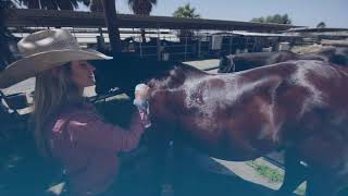 Vetericyn Equine Medicated Foamcare Shampoo Treats Ringworm, Girth Itch, Scratches, And More