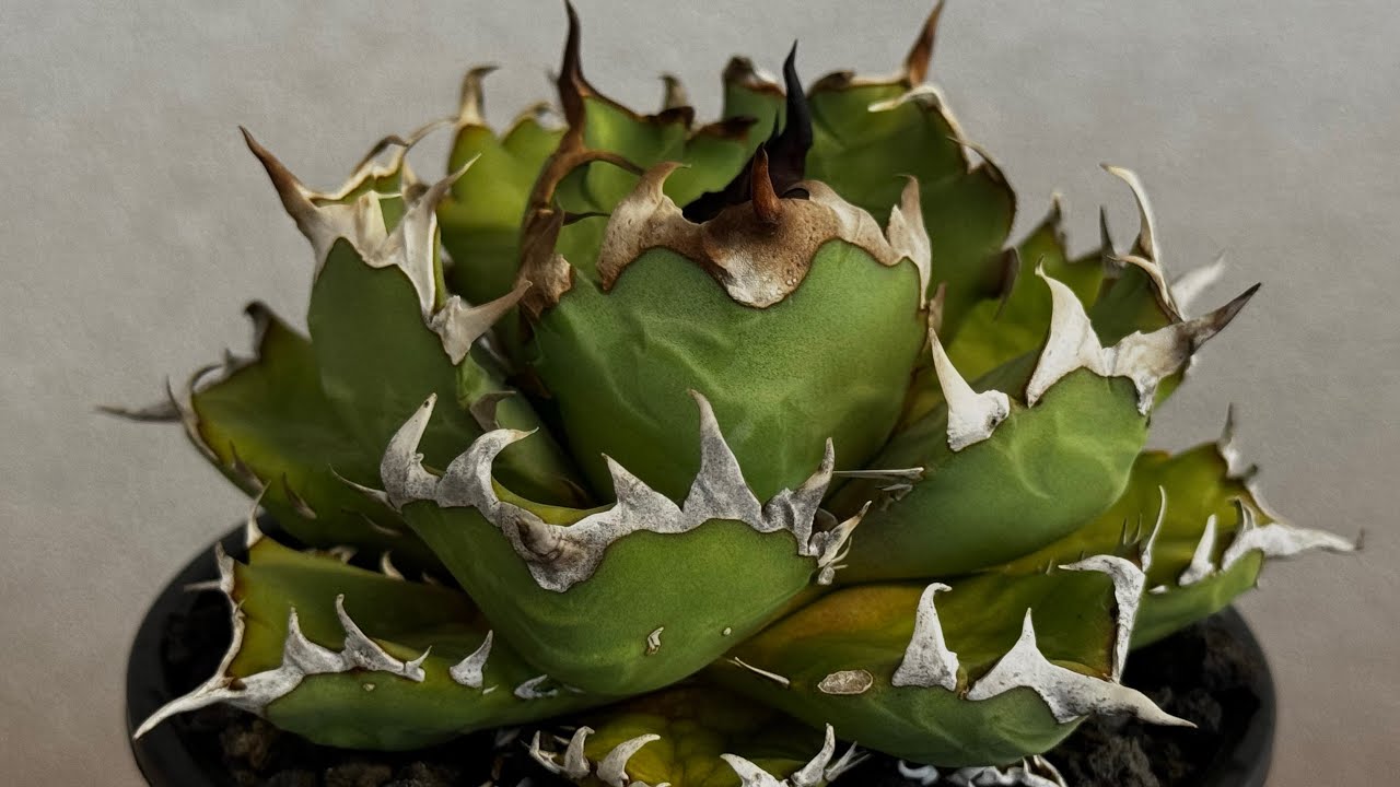 20260705 アガベ・チタノタ 姫厳竜(厳選)-100｜agave titanota dwarf