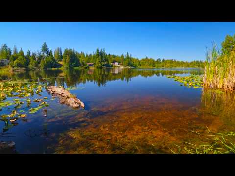 Quiet Summer Day at Lake Desire, Washington | 4K Pure Nature Sounds