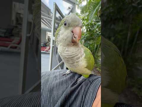 Wild trained Parrot Quaker #wbjadventures #quakerparrots #parrot #parrots t