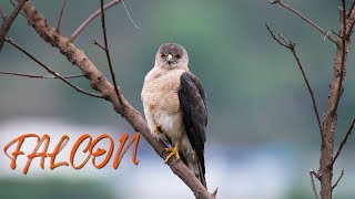 Falcon - all Sounds screenshot 5