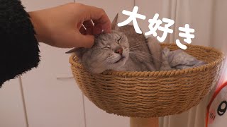 最近パパの周囲にばかりいる猫達の様子