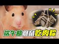 【維鼠日記】端午節倉鼠能吃肉粽嗎?特製倉鼠起司粽!【維特】#87