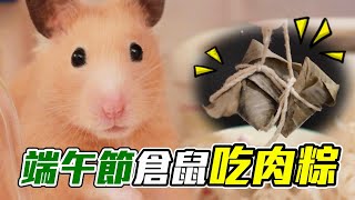 【維鼠日記】端午節倉鼠能吃肉粽嗎?特製倉鼠起司粽!【維特】#87