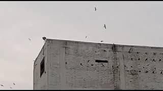 sp elang Sumatra original,  yg minat WA 082152396775 mahar bersahabat