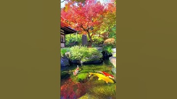 سورة الشرح🌸|💐Surah Al-Sharh