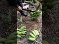BANANA BUNCH CUTTING TECHNIQUE WITH A SPECIAL KNIFE Satisfying Banana Fruit Viral Trend Short BANANA BUNCH CUTTING TECHNIQUE WITH A SPECIAL KNIFE Satisfying Banana Fruit Viral Trend Short