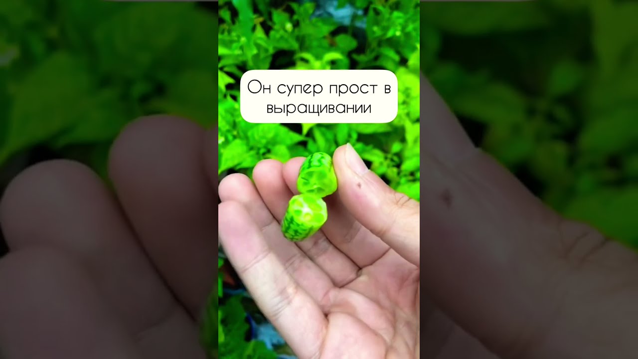 Огурчики Арбузики Мини Купить Семена