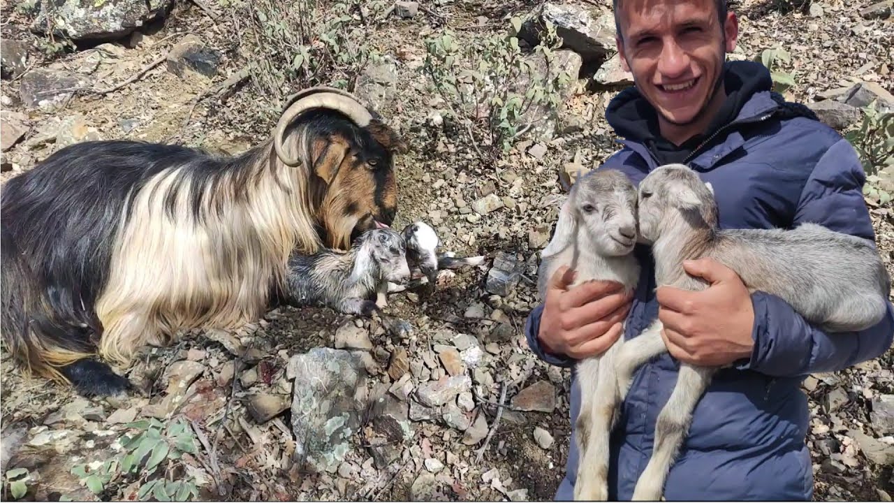 KEÇİ DAĞDA DOĞUM YAPIYOR | DAĞDA İKİZLERİMİZ OLDU