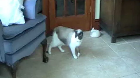 Watch the video about Snowshoe cat playing with a hair band