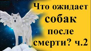 Что ожидает собак после их смерти? Часть 2 Карма и реинкарнация души собаки Что ожидает собак после их смерти? Часть 2 Карма и реинкарнация души собаки