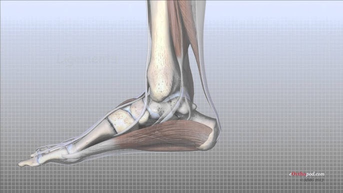 Ankle Anatomy Animated Tutorial 