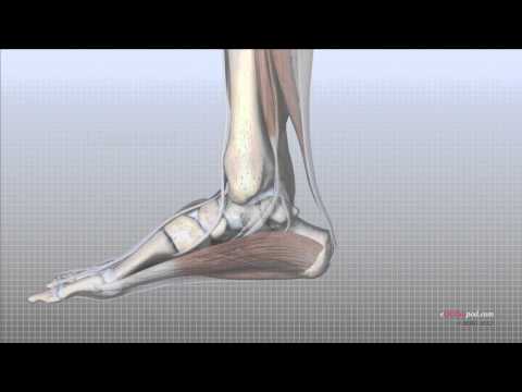 Video: Foot Bones Anatomy, Function & Diagram - Kroppskart