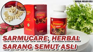 Herbal Sarmucare Kapsul, Obat Herbal Sarang Semut Papua Asli – Berkhasiat untuk Kesehatan