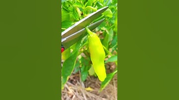 chili harvesting techniques using simple tools #farming #agriculture #shorts