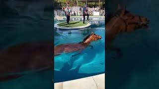 Swimming Horse