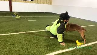 Police Dog Bite Work | Adding Pressure | Grassroots K9