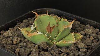 希少 Agaves 洋書 アガベ Agaves アガベ 希少洋書 Amazon.co.jp
