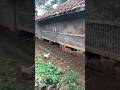 Tinggal ada 1 Rumah panggung asli di klapanunggal bogor #shorts #shortsvideo #fypshorts #bogorhits