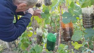 видео: Результаты укоренения воздушных отводков картинка: Результаты укоренения воздушных отводков