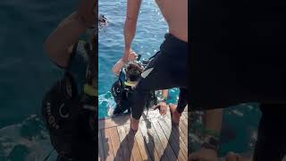 Kızıl Denizde De Dalmadım Demem Isır Şfet