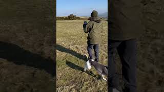 Luna-Blu Whippet makes a friend in a Hi Vis: They don’t manage to get to full stride. #whippet #dog Luna-Blu Whippet makes a friend in a Hi Vis: They don’t manage to get to full stride. #whippet #dog