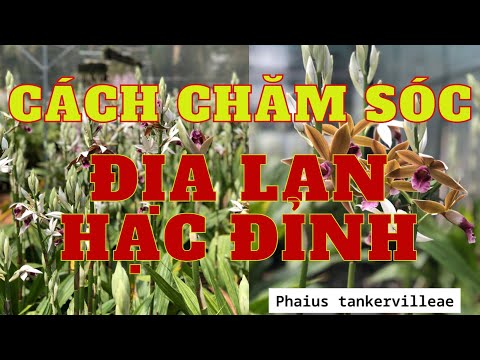 Video Cách chăm sóc địa lan hạc đỉnh - youtube