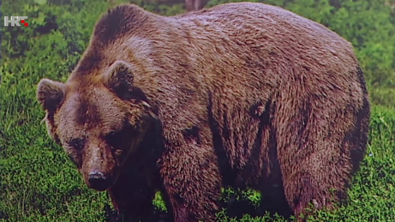 3. razred - Zaštićene biljke i životinje - Priroda i društvo