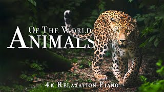 World 4K - Scenic Wildlife Film With Piano Calming Music, Study, Relaxing