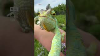 Луска хамелеона. Естетика. Екзотика.вау.життя.life #animals #chameleon #life #nature #рек #хамелеон