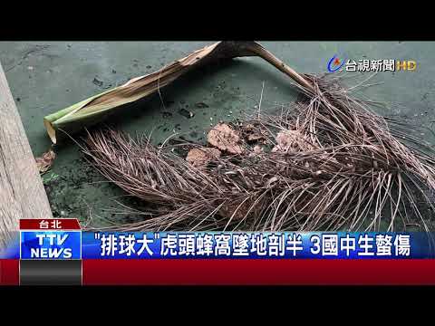 "排球大"虎頭蜂窩墜地剖半 3國中生螫傷