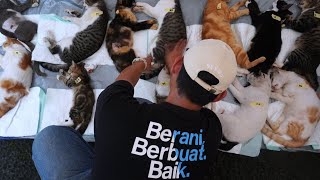 SERATUS EKOR KUCING PINGSAN DI KOTA BANDUNG || STERILISASI GRATIS