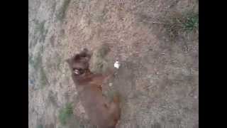 Funny dog chasing tail