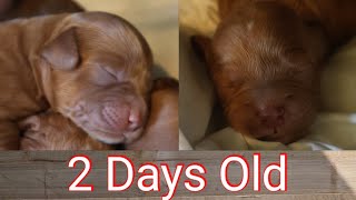 Cute Newborn Cockapoo Puppies