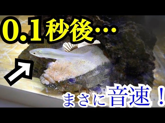 食われた事に気付けない カワアナゴの捕食スピードがスゴイ あとオヤニラミも Youtube