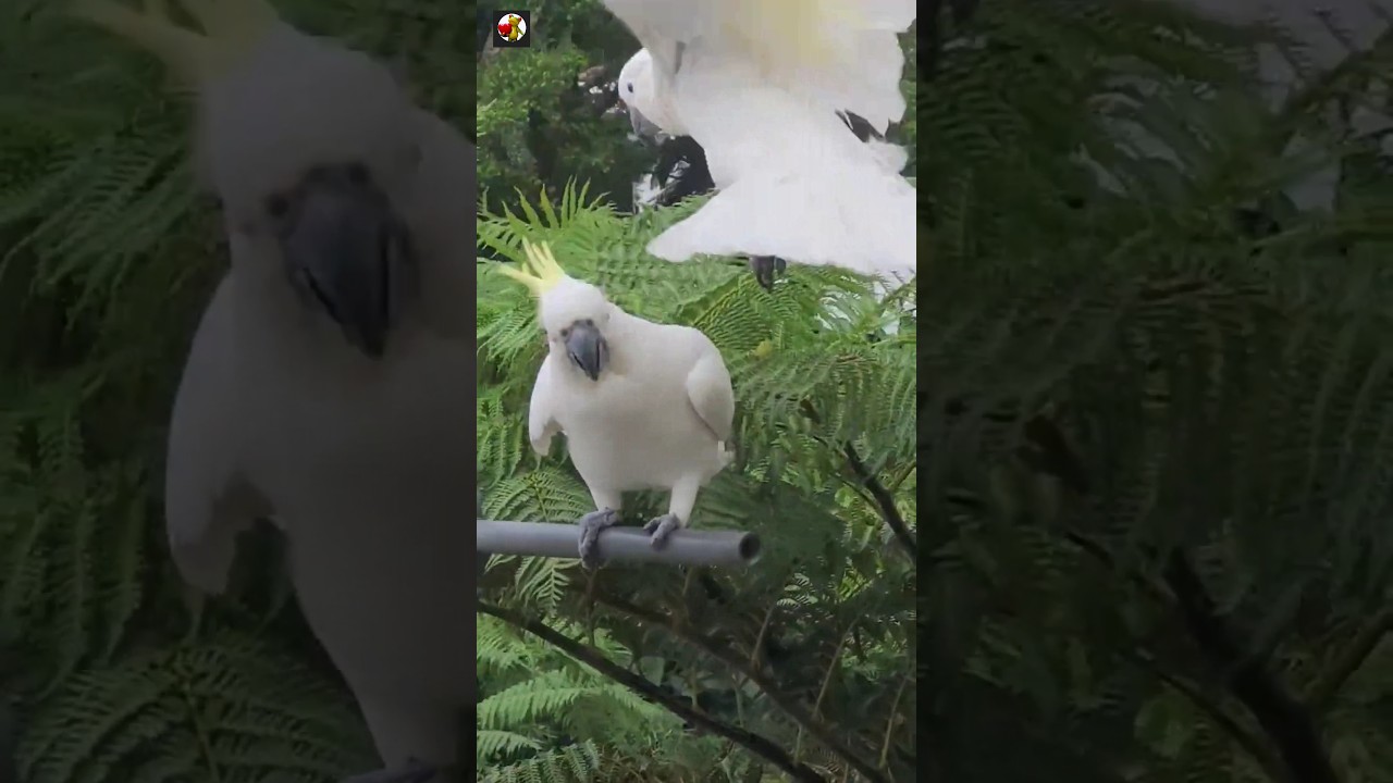 Cockatoo Bird Sounds