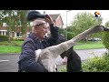 Angry Swan Beats Up His Rescuers — And Meets His New Family | The Dodo