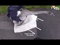 Angry Swan Beats Up His Rescuers — And Meets His New Family | The Dodo