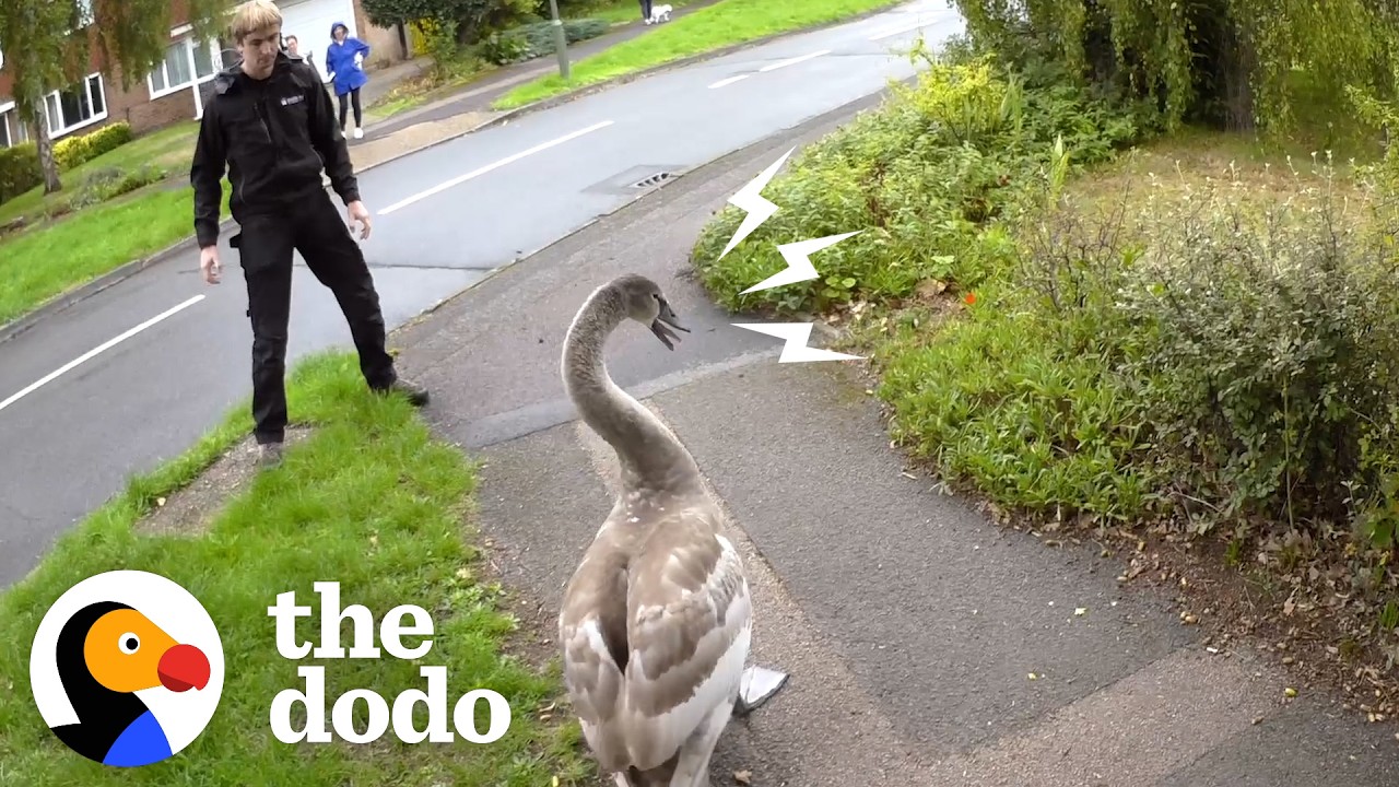 Angry Swan Beats Up His Rescuers — And Meets His New Family | The Dodo