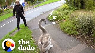 angry swan beats up his rescuers meets his new family dodo