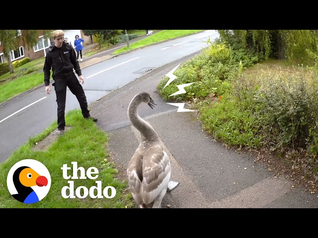 Angry Learn Angry Swan Beats Up His Rescuers — And Meets His New Family | The Dodo ...