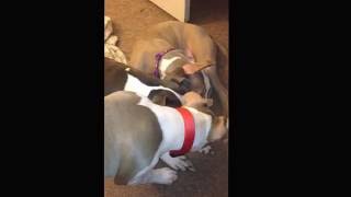 Blue Fawn American Staffordshire Terrier Puppies Play Fighting.