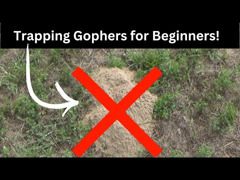 How To Use the Gopher Hawk Trap Successfully! (2 Minute Tutorial)