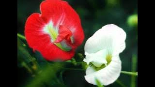 Kayaamboo Korthu Tharum Kadaksha Maalyam..!!(Mini Anand)