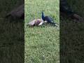 Mor ke video//Mor ke Awaaz//Peacock sound Effects// AMAZING WHITE  PEACOCE DANCE.