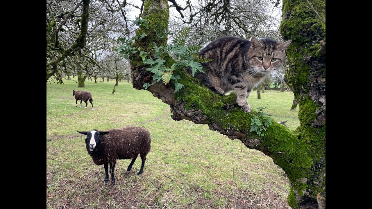 Подснежники — посмотрите лесные участки, которые я высаживал на протяжении многих лет.